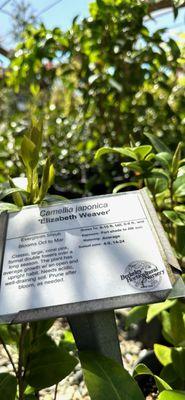 Elizabeth Weaver Camellia to be planted in front of my kitchen.