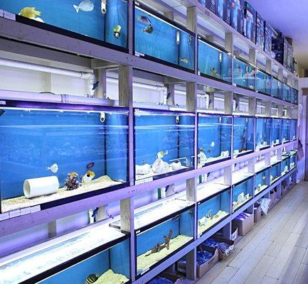 Saltwater Fish Section