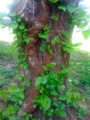 Invasive Plant Control - We can remove Poison Ivy from your property