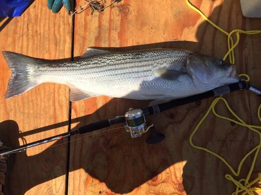 Another special bait the guy sold me.  This time it's a 33in striper, around 16 lbs.  thanks for the secret sauce.