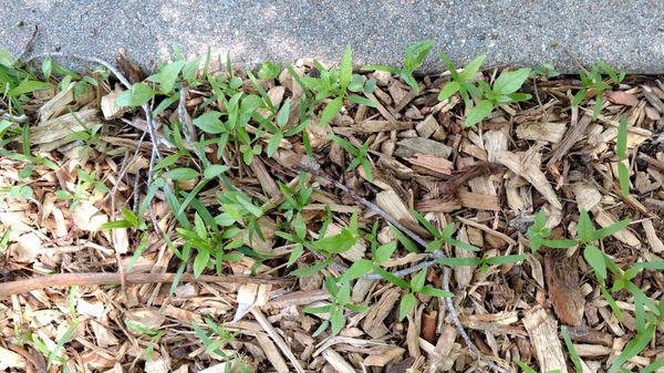 June 9th, edge of driveway