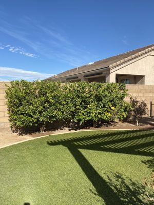 Lemon trees cut to fence level