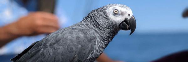 African gray