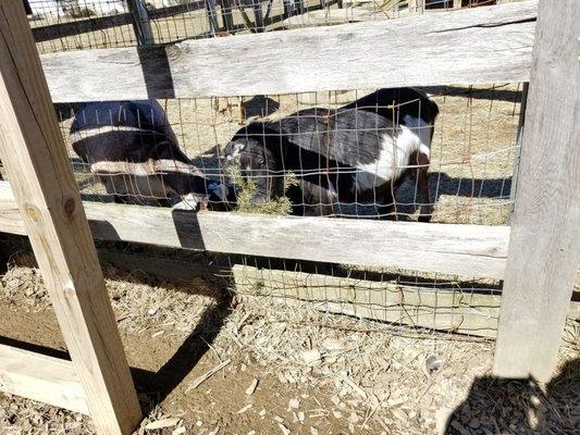 Cows fenced in