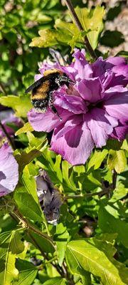 Rose of Sharon shrub