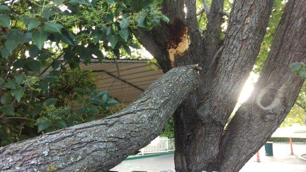 This is the branch that snapped off. You can clearly see the rot and that it is way too big to be broken from a 23.02 mph wind.