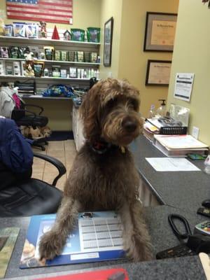 Hamilton Mill Animal Hospital's friendly door greeter!