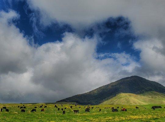 Home, home on the range...