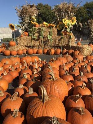 Pumpkins!