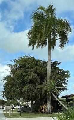 Before trimming. Ficus tree growing into the Royal Palm.