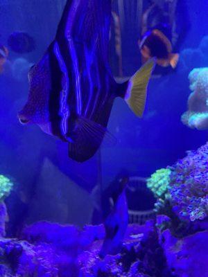 Sailfin tang 54.99$