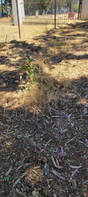 The weeds are starting to take over the park. It feels like the city doesn't do much to maintain it.