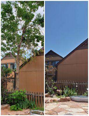 Before and after the ash tree removal.