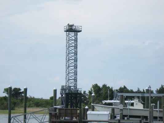 Osprey Nest