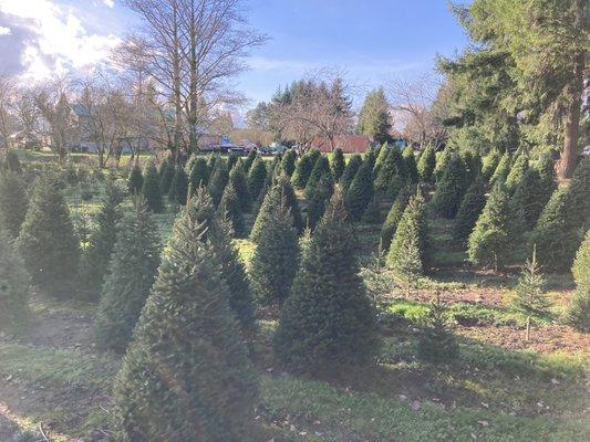 The trees were just perfectly trimmed. All mixed up types just like grandpa did.