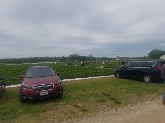 The strawberry pickers were out in full force for 10a on a Sat. More crowded on the farm than I've seen it thus far. Folks were up early.