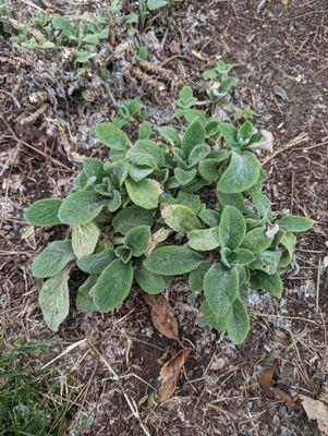 Lambs ear - it's all over the place