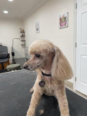 Ginger in her sexy poodle cut