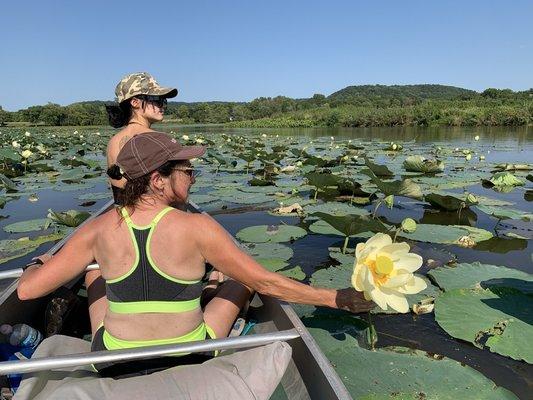 Canoe and Kayak tours in the Mississippi River Wildlife Preserve are available. Or, you can rent the boats. Late summer lily pad flowers.