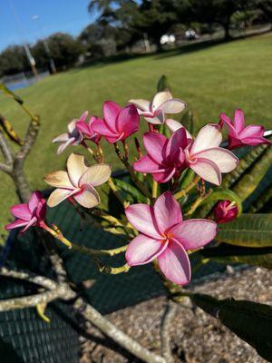 Ahhhhhh, I love plumerias!