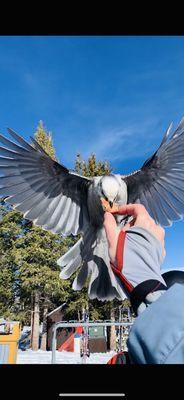 The birds at Rendezvous eat from your hand!