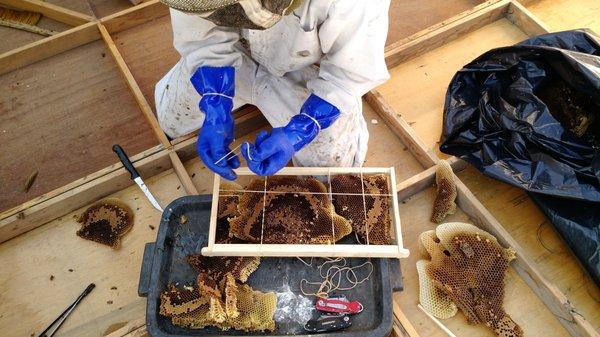 Transferring brood stock to waxed frames to ease the bees transition into the new hive