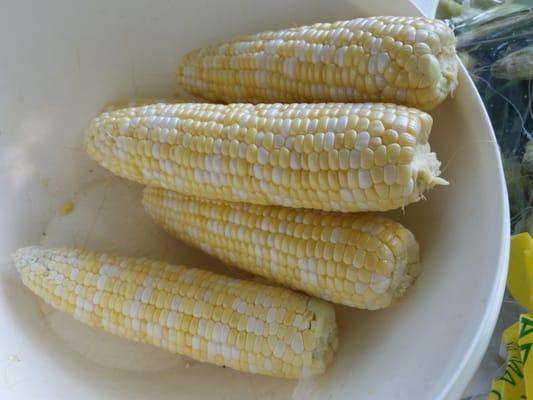 Fresh-picked corn on the cob