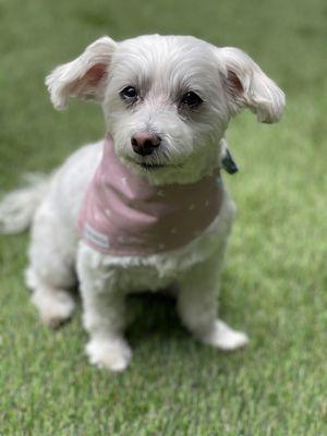 Coco in her bandanna from @frankiejuniorco