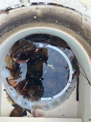 Spa basket with old debris. Pool tech is paid for 7 days a week yet does not appear to check the strainer.