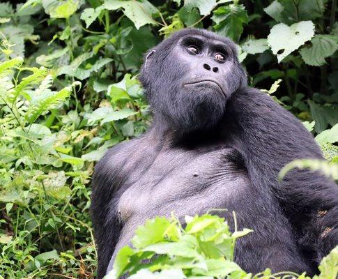 Mountain Gorilla in Bwindi National Rainforest, Uganda