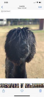 Alpaca