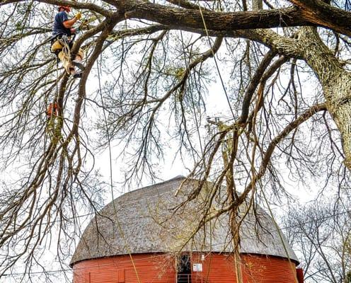 Pruning a historical tree for a historical barn!