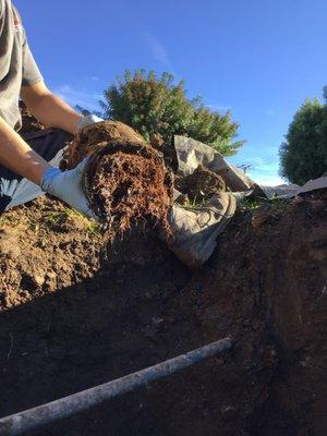 Mainline Roots! This main sewer line desperately needed a replacement.