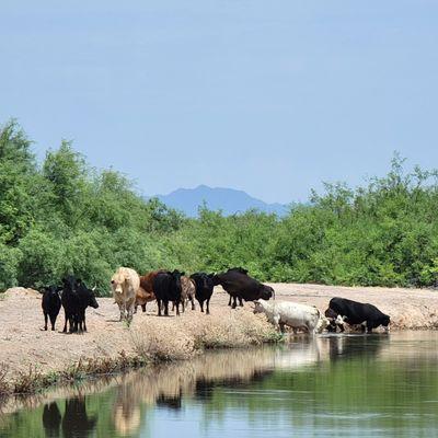 Cows having Pool Party at the entrance.