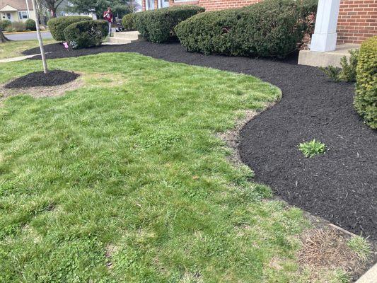 Mulching with black dyed mulch.