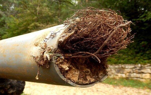 Main sewer line root intrusion causing multiple drains inside home to back up.