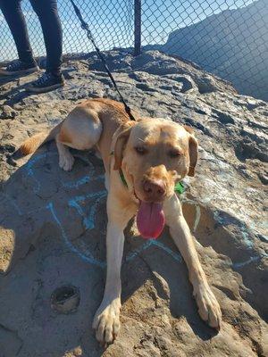 Doggo enjoying our hike