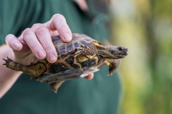 Radical Reptiles Show