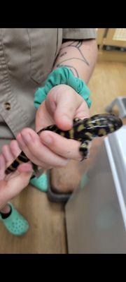 Here is a Tiger Salamander  an employee got our for me, so I could feel what it felt like.