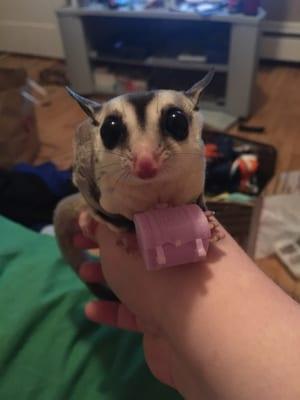 My very healthy sugar glider, Edgar! Thanks to Cedar Pet Clinic he is alive and well!