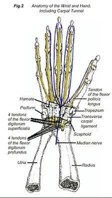 carpel tunnel syndrome is a growing concern in the work place.