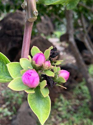 Flower of the  Rhodocactus grandifolius