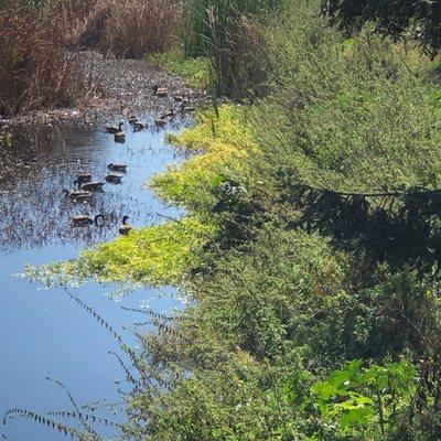 The creek and some of its inhabitants.