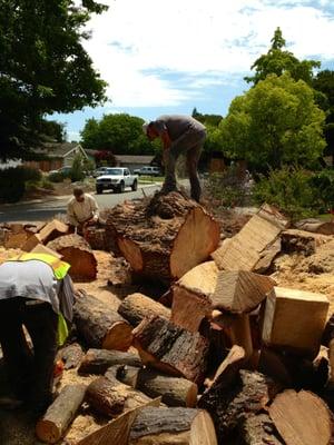 Large pine removal