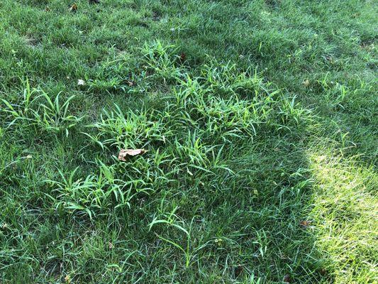 Crabgrass everywhere...we did not have crabgrass last year.