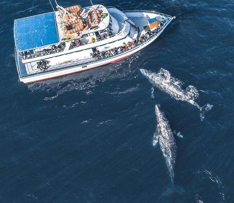 Grey whales on a whale watching cruise viewed from drone