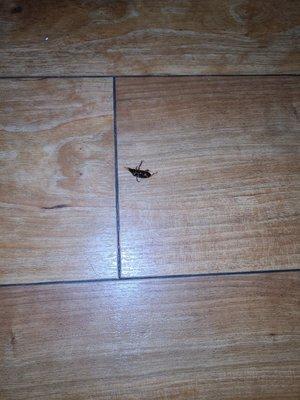 Dead bug on floor