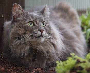 Reflecting in the Safari Gardens. It's a perfect environment for your cat to luxuriate in the sun, or hide amid the greenery.