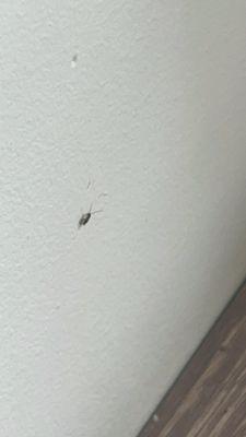 A roach on the wall at the front