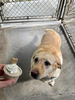 Ice cream treats